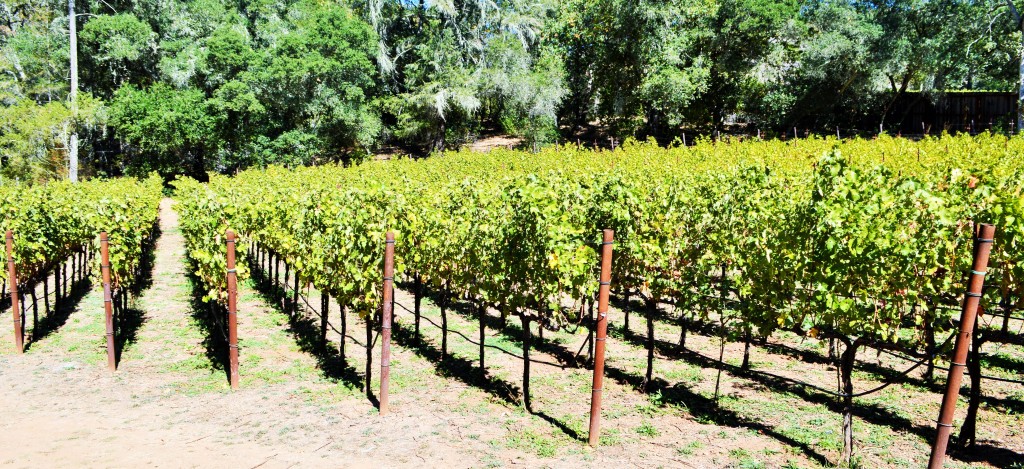 Wise Acre Vineyard